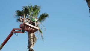 Palm Tree